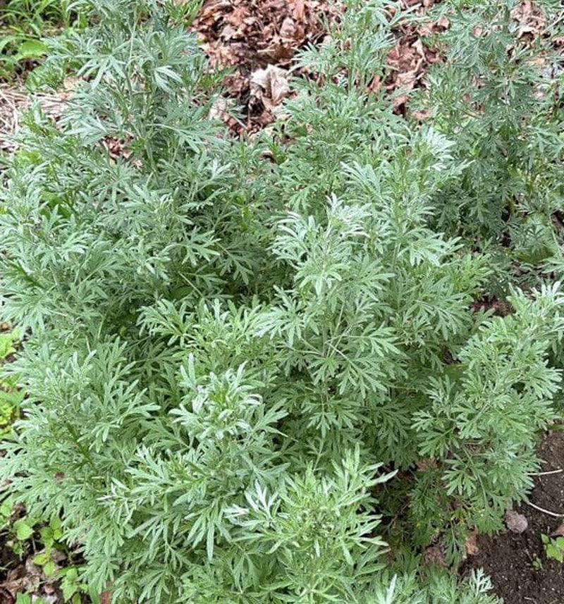 1000+ Absinthe Wormwood Seeds (Artemisia Absinthium) | Perennial - USA