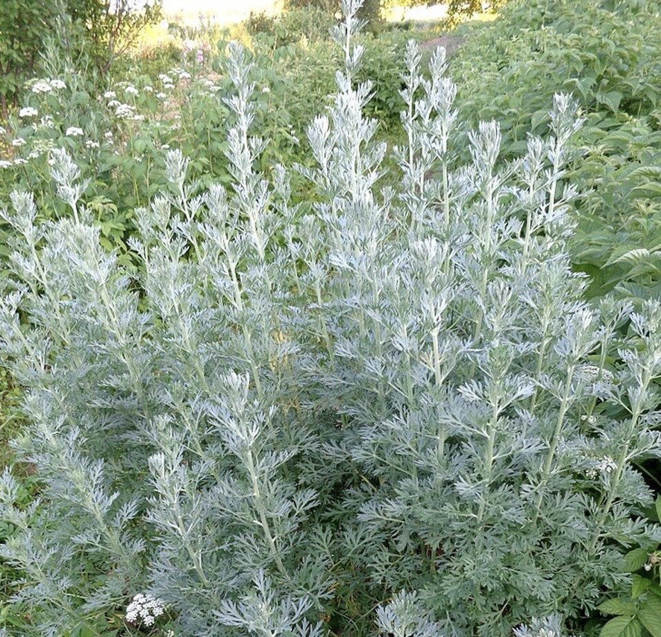1000+ Absinthe Wormwood Seeds (Artemisia Absinthium) | Perennial - USA