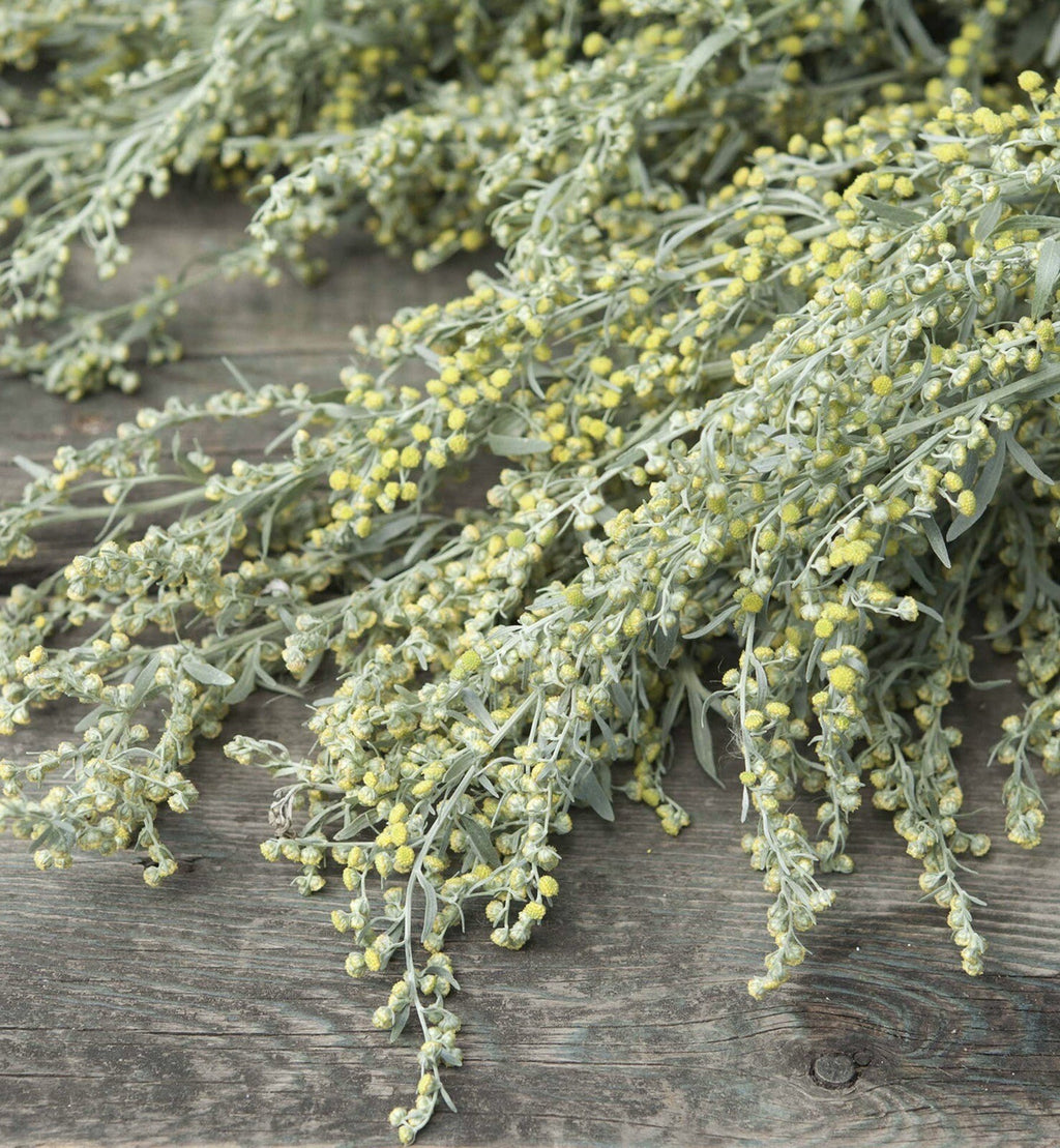 1000+ Absinthe Wormwood Seeds (Artemisia Absinthium) | Perennial - USA