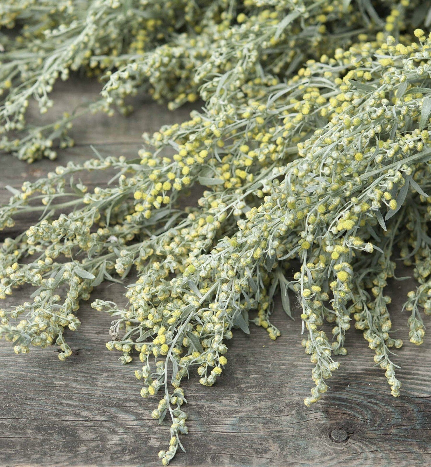1000+ Absinthe Wormwood Seeds (Artemisia Absinthium) | Perennial - USA
